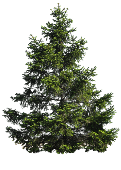 pine_tree_png_by_moonglowlilly_d5fvhyc-fullview Smaller.png