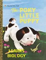 Pokylittlepuppylearns.JPG