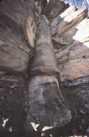 Polystarte tree coal.jpg