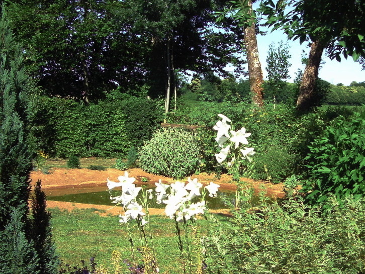 Pond 17-6-17c.JPG