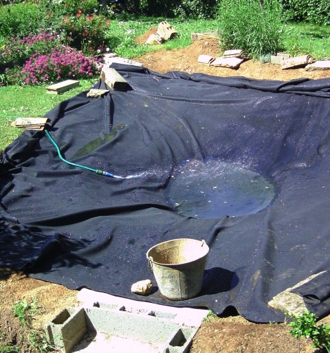 pond 26-5c.JPG