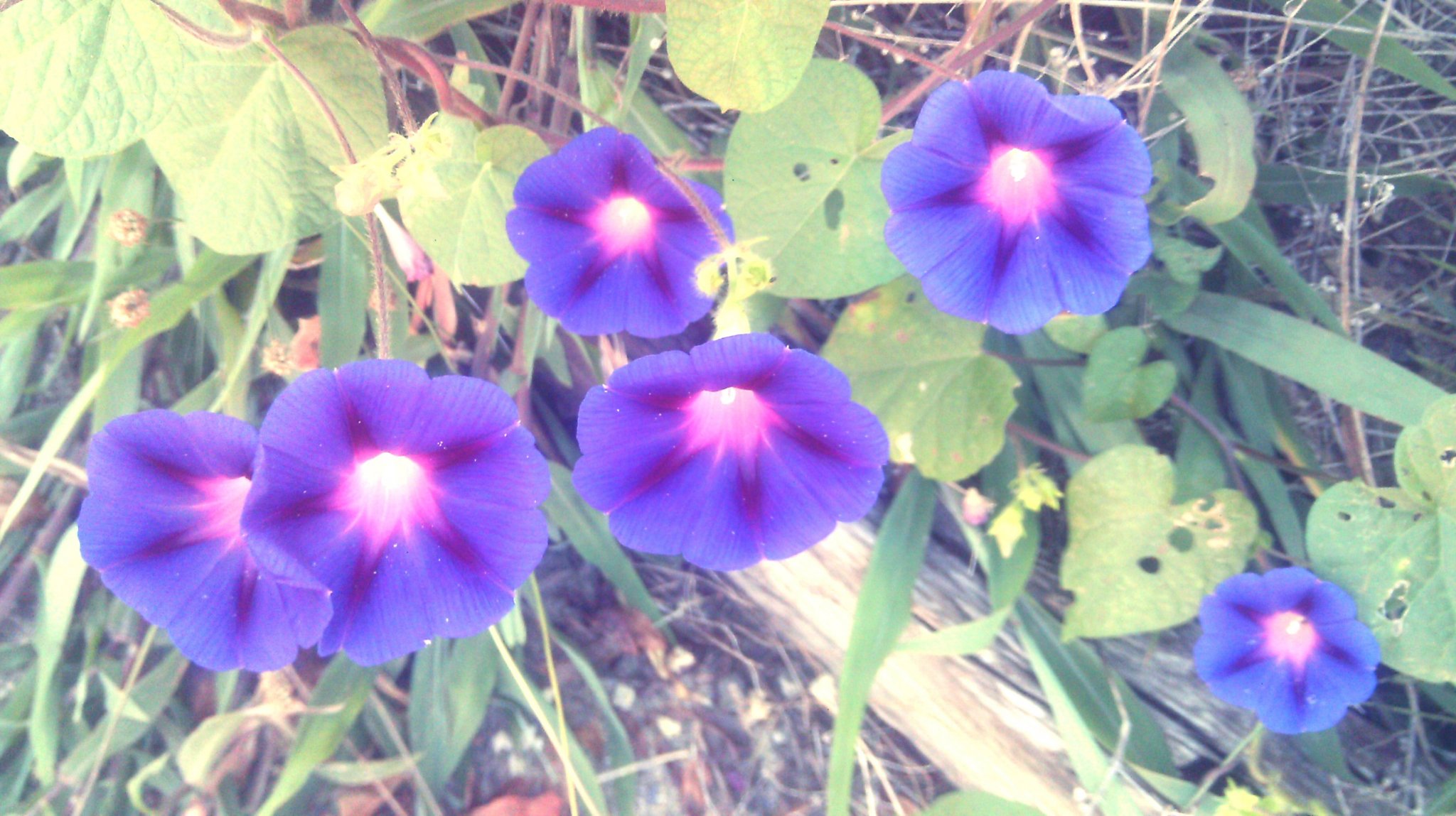Purple Flower Spray.jpg