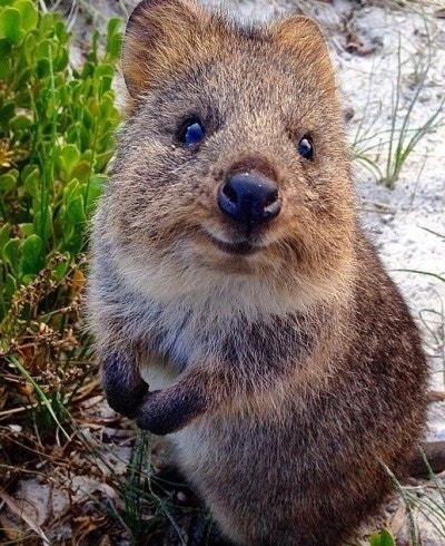 quokka-smiling.jpg