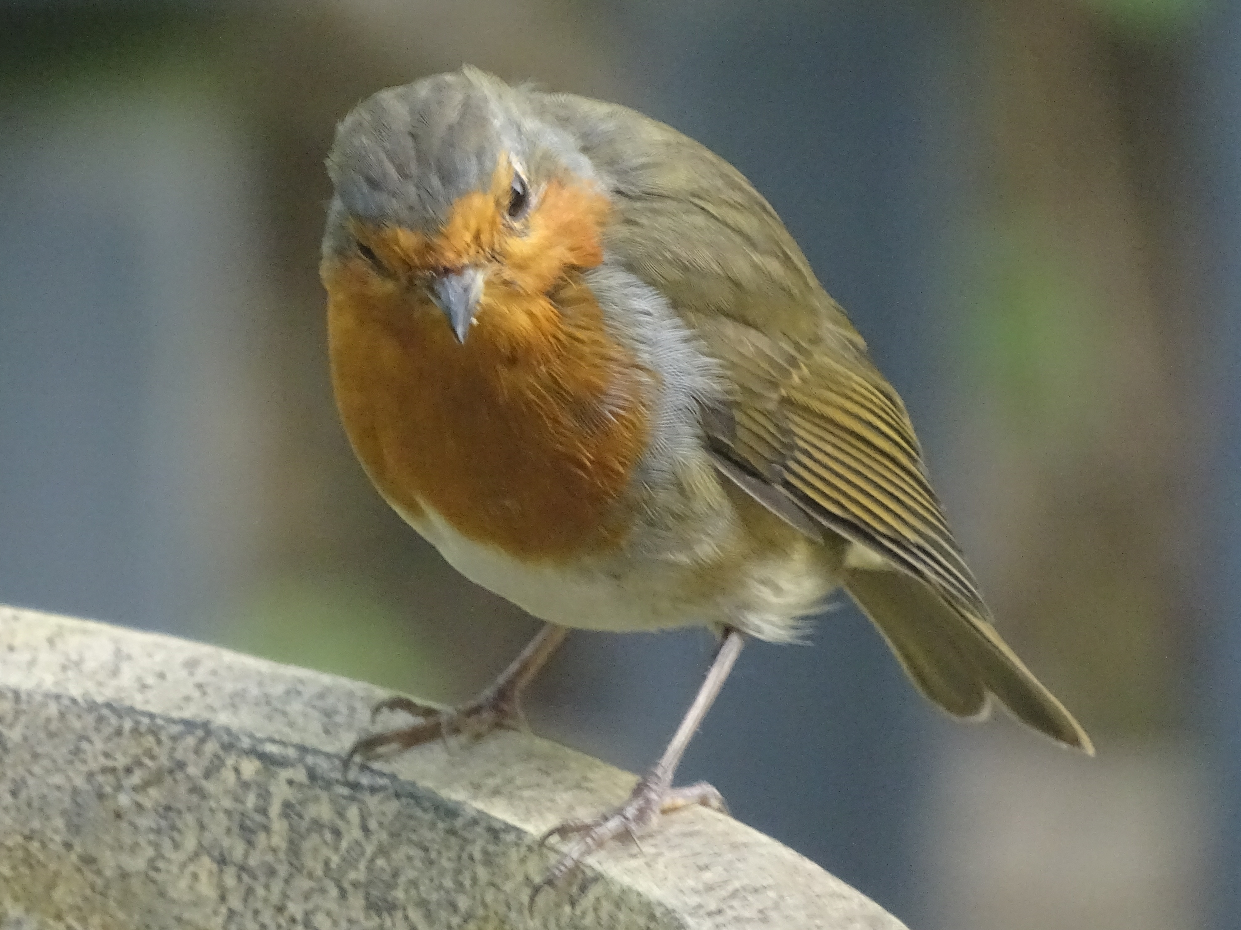 Robin.JPG