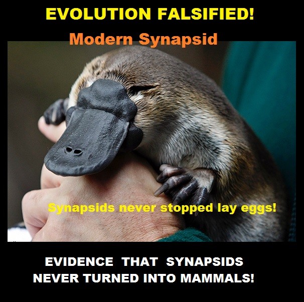 saynasids falsify evolution.jpg