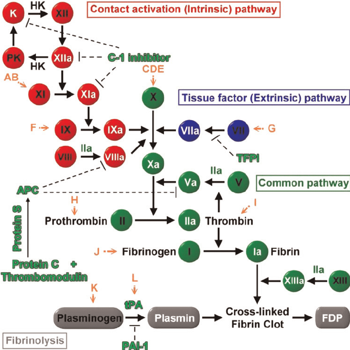 Schematic-diagram-of-the-coagulation-cascade-and-possible-interference-of-different.png