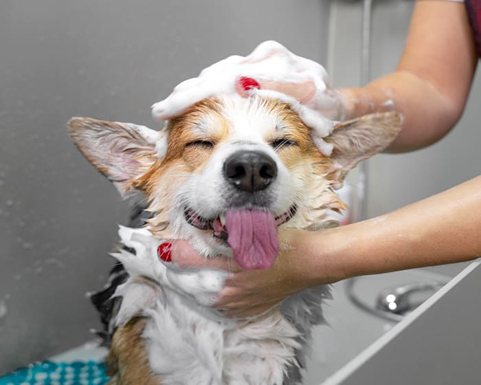 scottsdale-vet-grooming.jpg