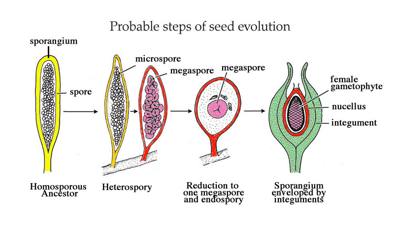 SeedEvolution.jpg