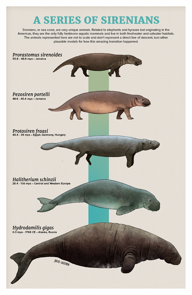 Sirenian evolution.png