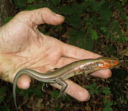 Skinks.JPG