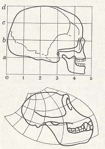 skull.jpg