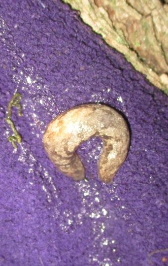 SLUG_1.JPG
