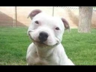 Smiling Dog.png