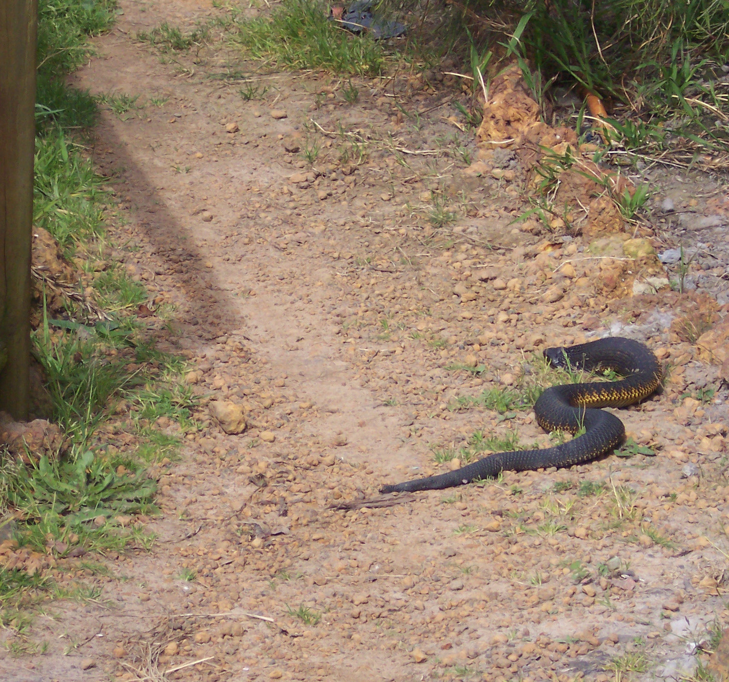 snake.jpg