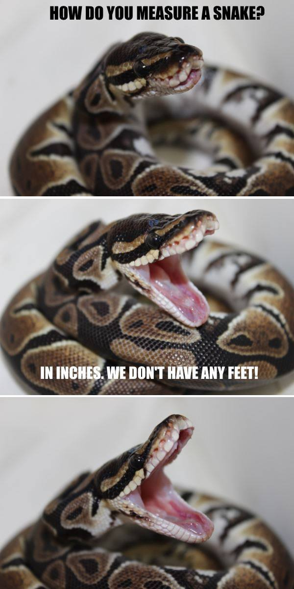 snake.png