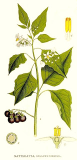 Solanaceae_Solanum_nigrum.jpg