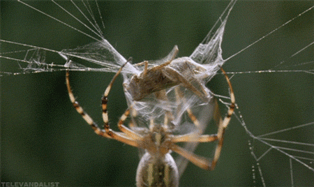 spider web 2.gif