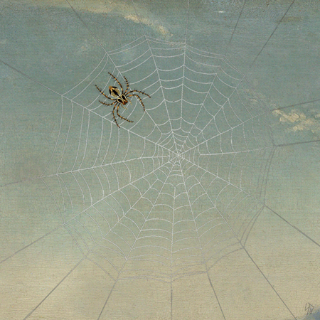 spider web.gif
