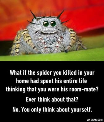 spidermate.jpg