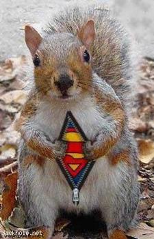 squirrel.jpeg