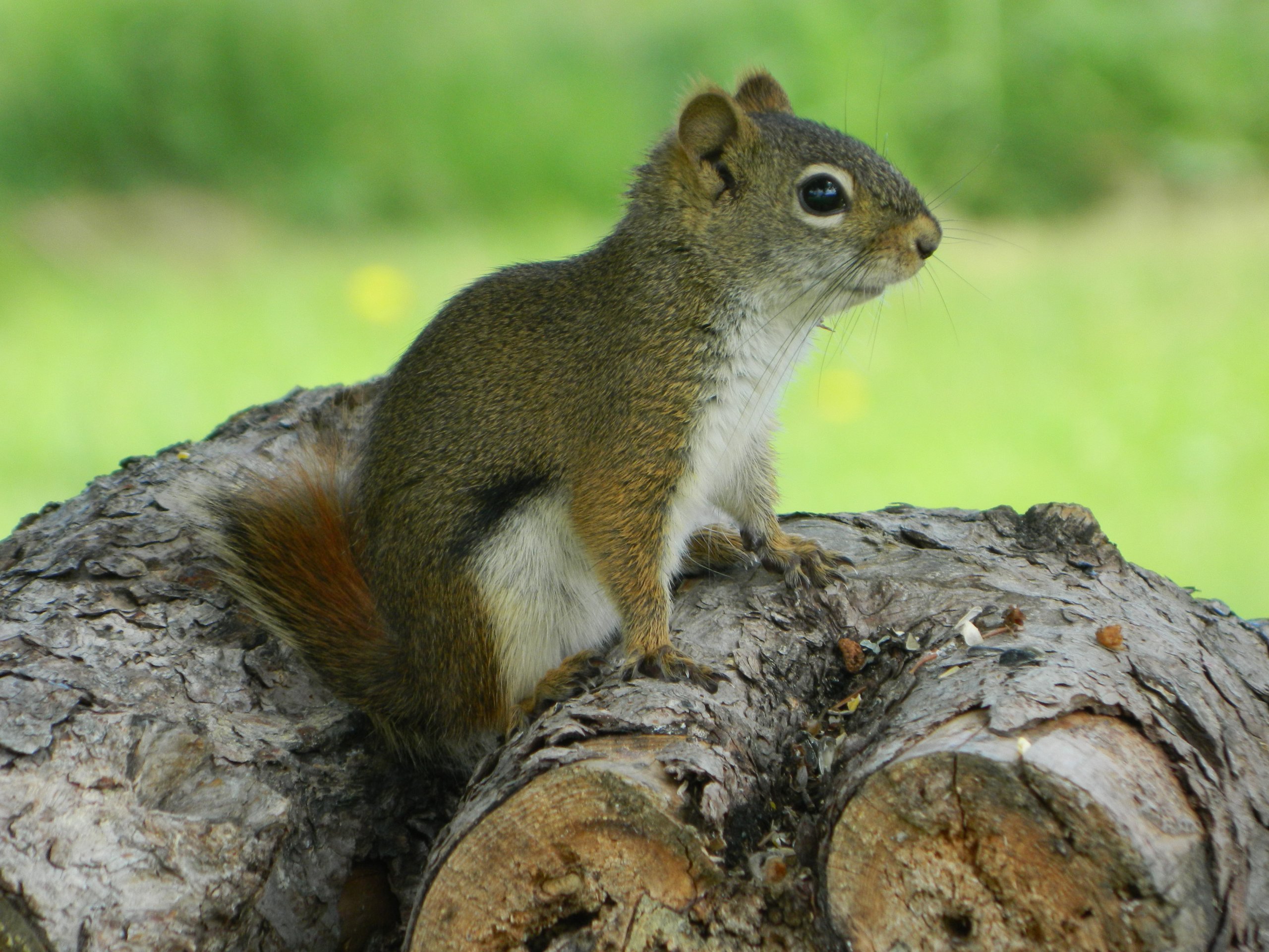 squirrel photo shoot 005.JPG