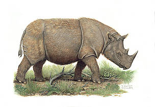 SumatraRhino.jpg