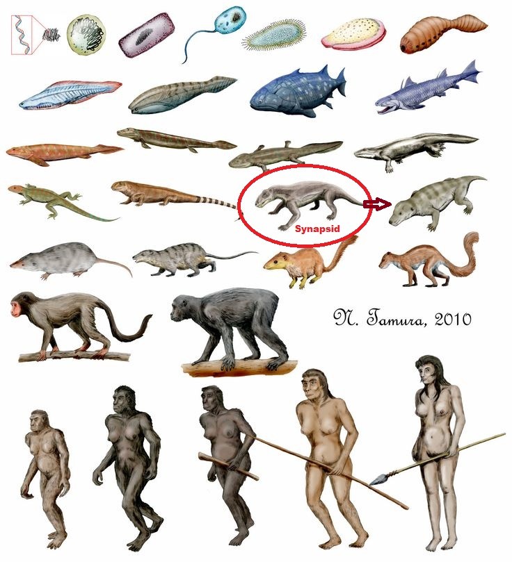 synapsid.jpg