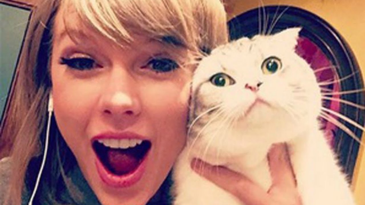taylor swift cat.jpg