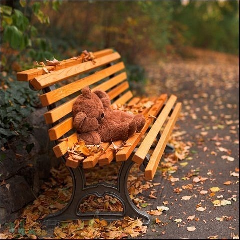 TEDDY BEAR on bench in fall.jpg