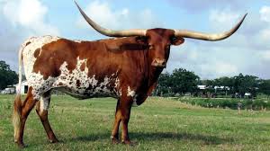Texas  Long Horn.jpeg