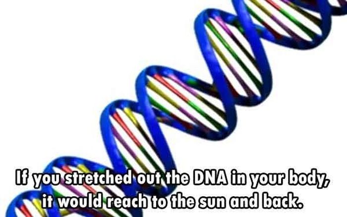 these-are-the-funnest-facts-you-will-learn-today-7.jpg