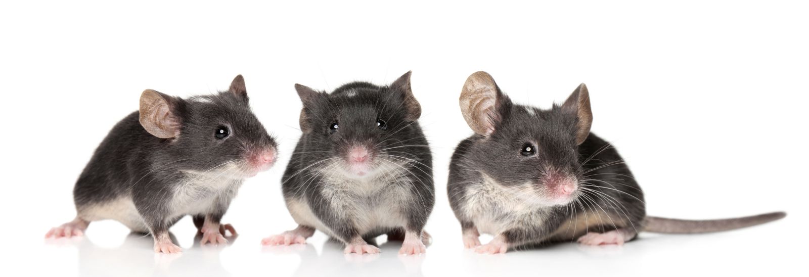 Three-Charming-Mice.jpg