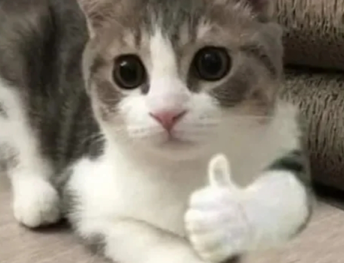 thumb kitty.jpeg