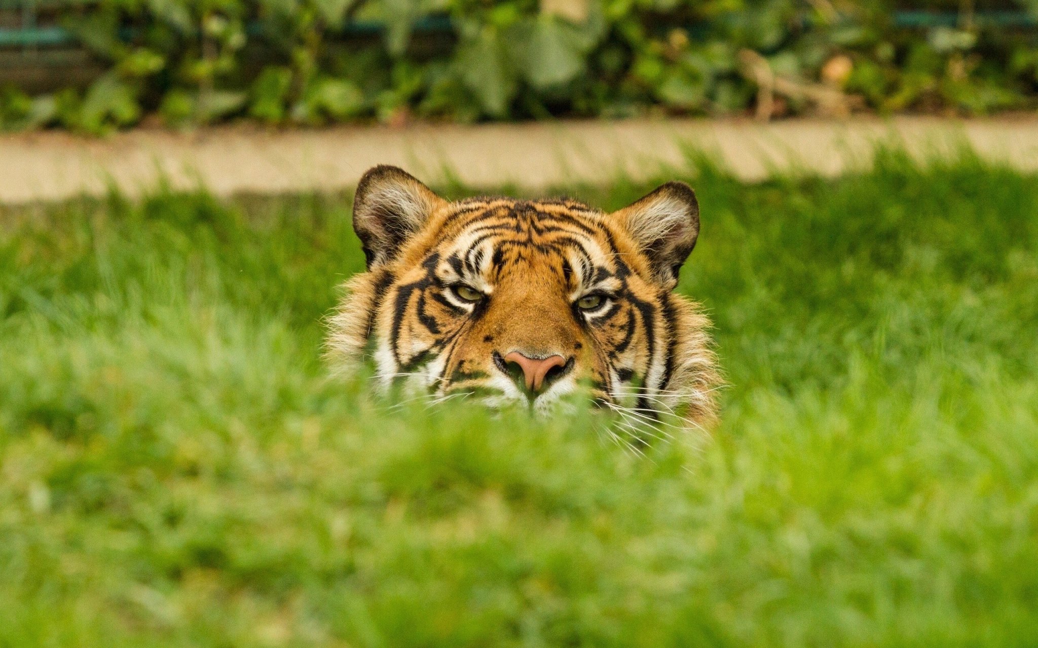 Tiger_in_Jungle_HD_Pics.jpg