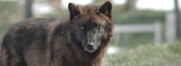 timberwolf.jpg