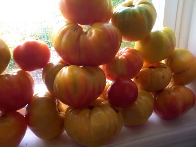 tomatoes.jpg