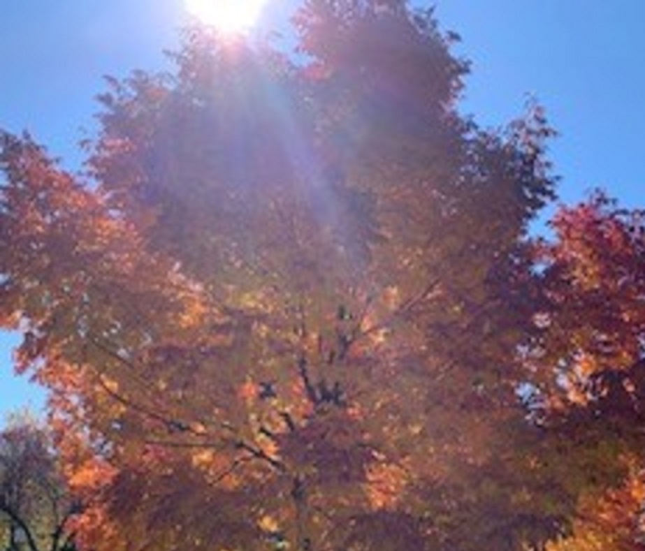 TREE 12.jpg
