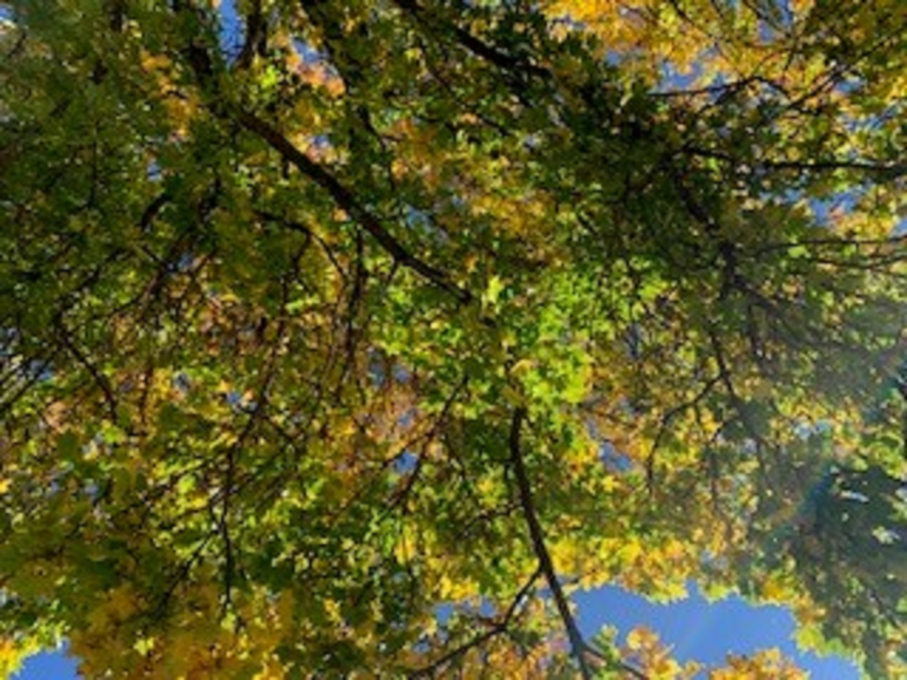 TREE 8.jpg