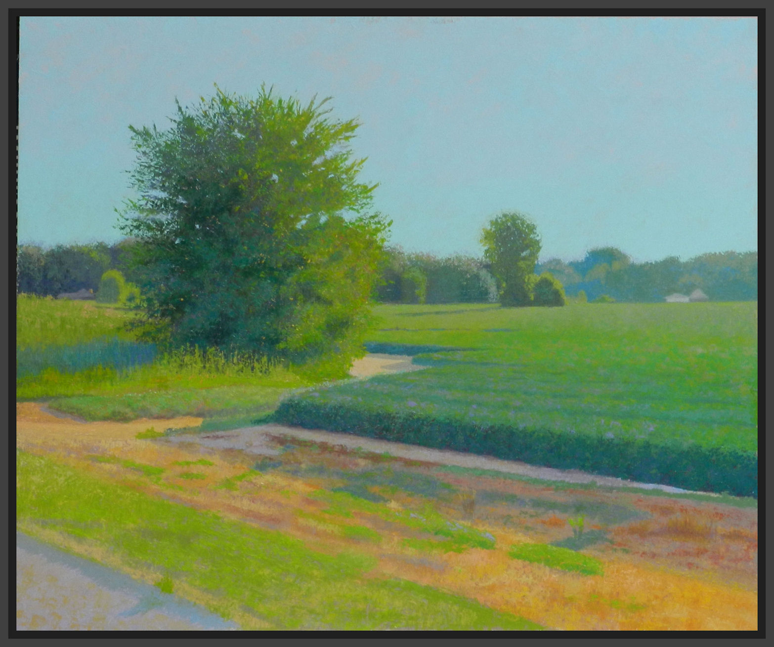 tree and beanfield 2+.jpg