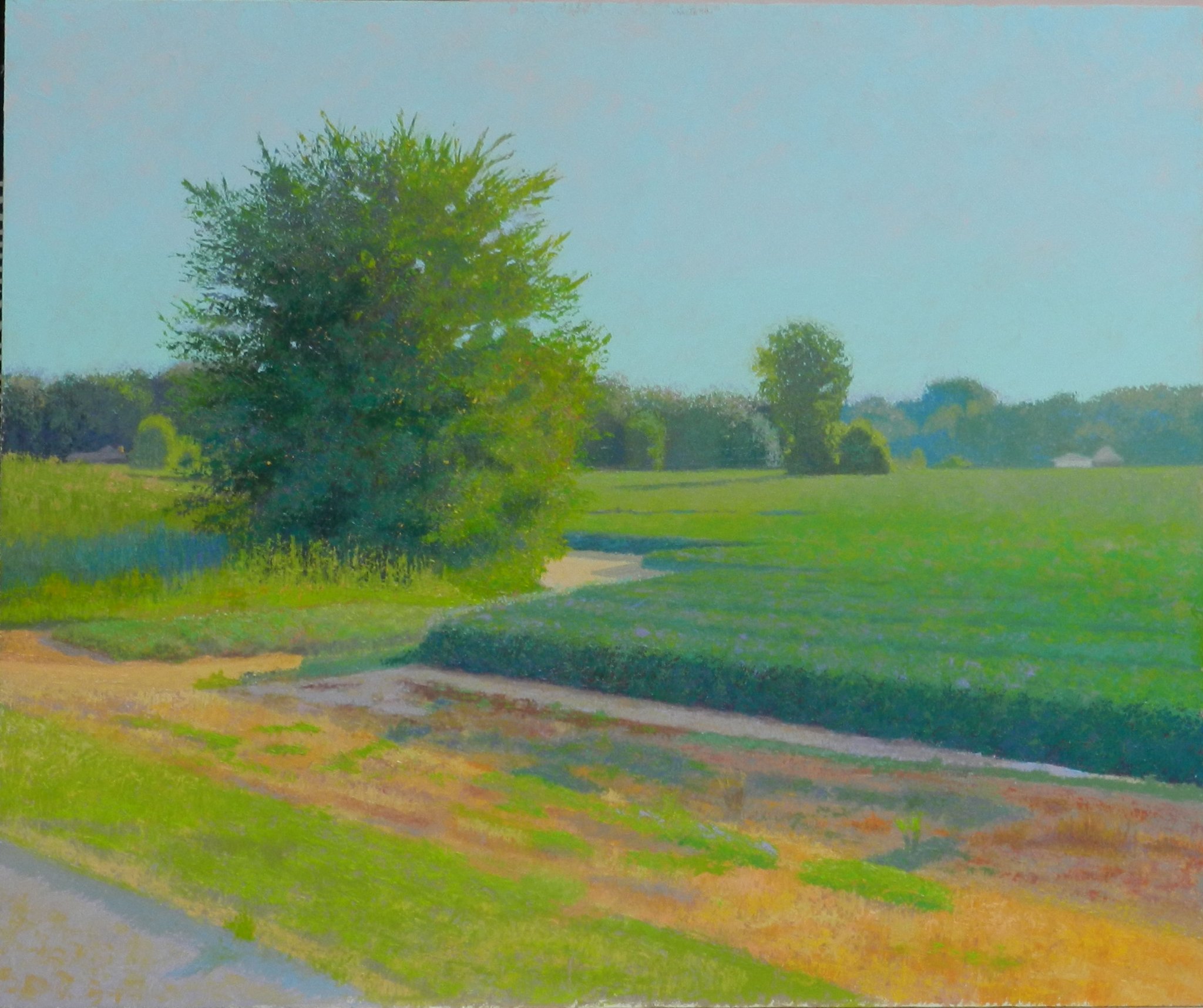 tree and beanfield.jpg