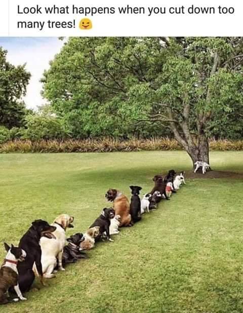 tree.jpg
