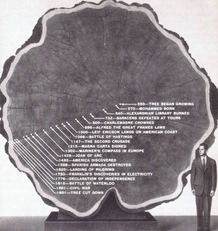 TreeGrowthRings.jpg
