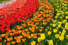 tulips.jpg