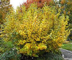 upload_2017-4-21_12-27-14.jpeg