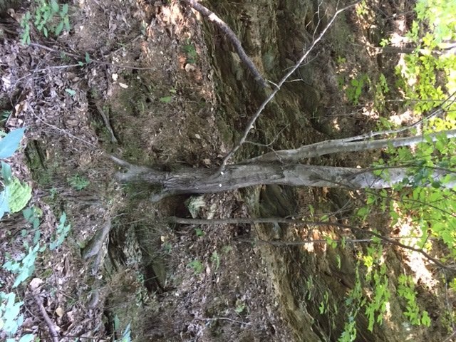 upload_2017-5-15_18-32-8.jpeg