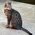 upload_2017-5-24_22-20-41.jpeg