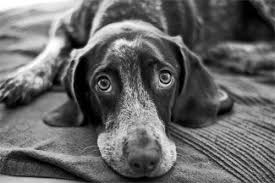 upload_2017-7-10_10-59-29.jpeg