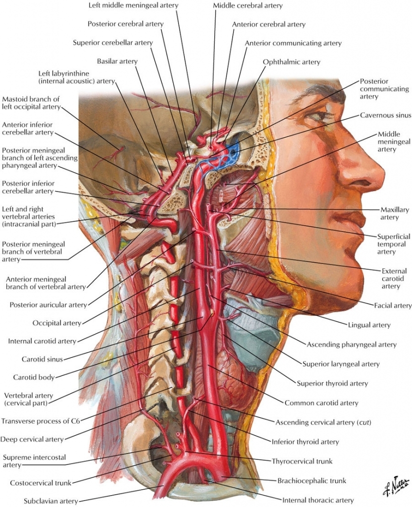 vascular-anatomy-of-the-neck-veins-anatomy-in-the-neck-human-anatomy-diagram.jpg