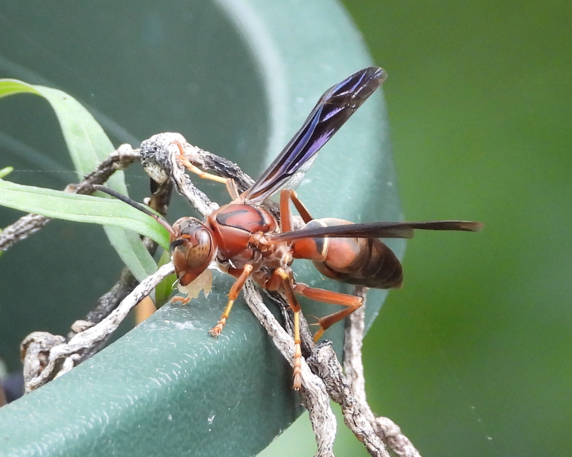 Wasp.jpg
