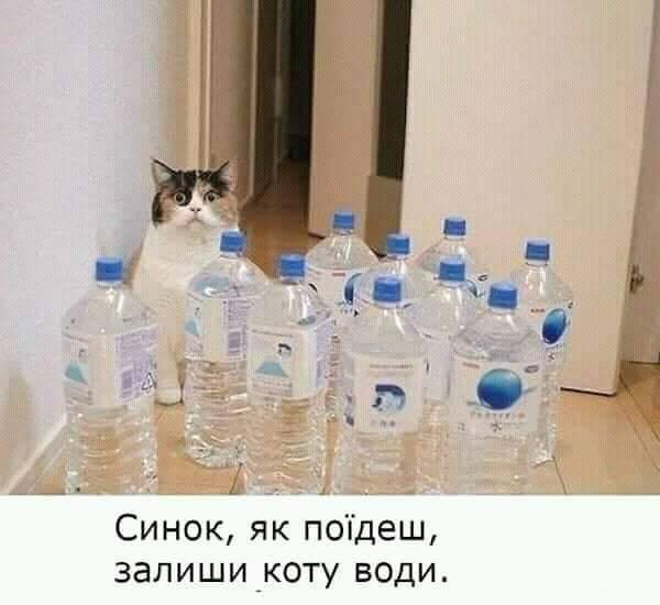 Water for the cat.png